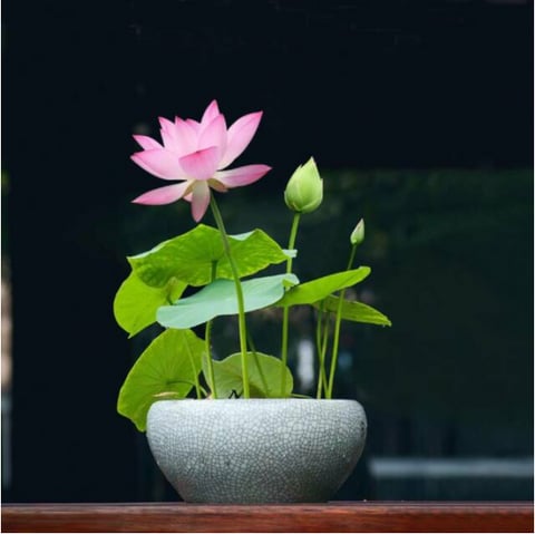 LotusBloom – The Sacred Bonsai Bowl Lotus Flower – image 6