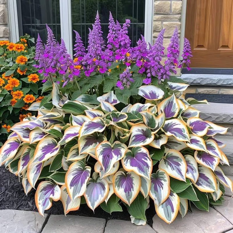 GardenÉlan – Rare Hosta Seeds for Home Gardens (100 Seeds) – Lavender