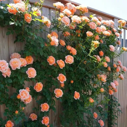BloomVine – Beautiful Climbing Rose Seeds – Pink / 100 Seeds