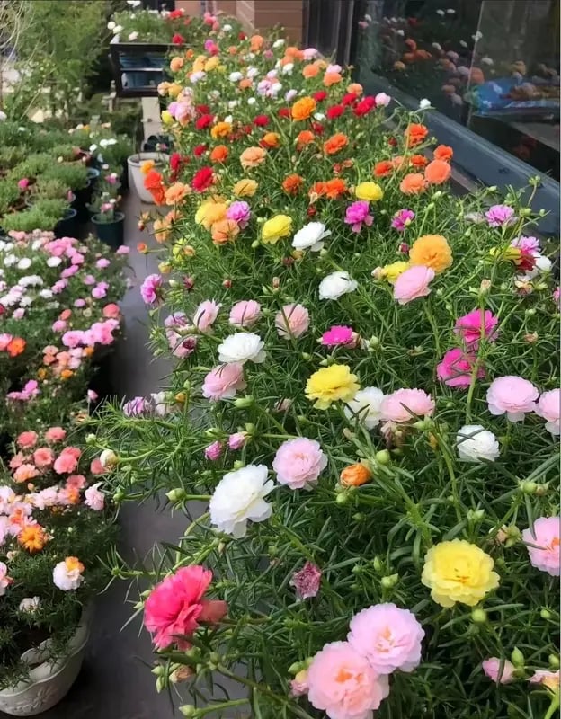 ColorWave Portulaca – Summer Bloom Seeds – image 12