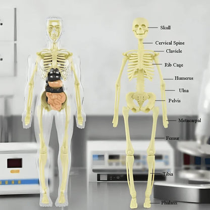 SmartSkeleton – Fun Stem Anatomy Model for Kids – image 5