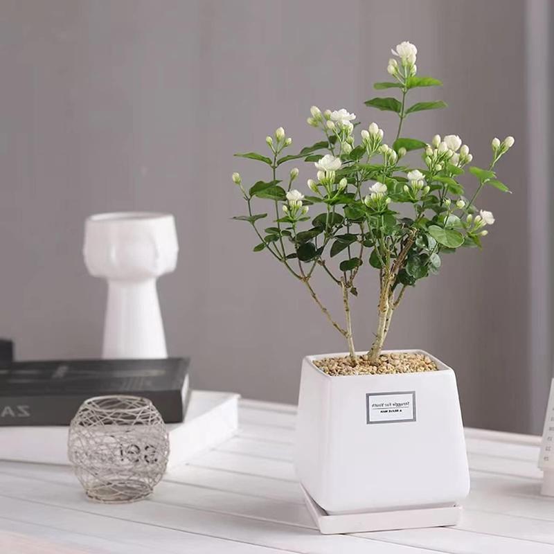 Bloomora – 100 Non-GMO Fragrant Climbing Jasmine Seeds – image 3