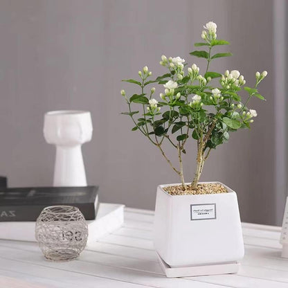 Bloomora – 100 Non-GMO Fragrant Climbing Jasmine Seeds – image 3