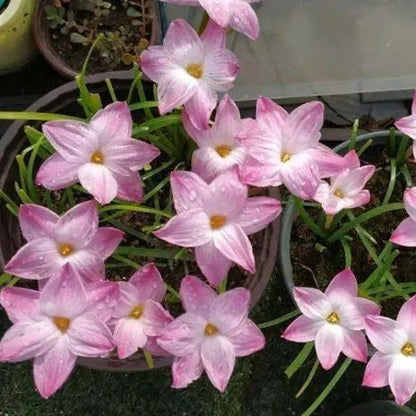 PetalBurst - Fast Bloom Flower Bulbs – image 2