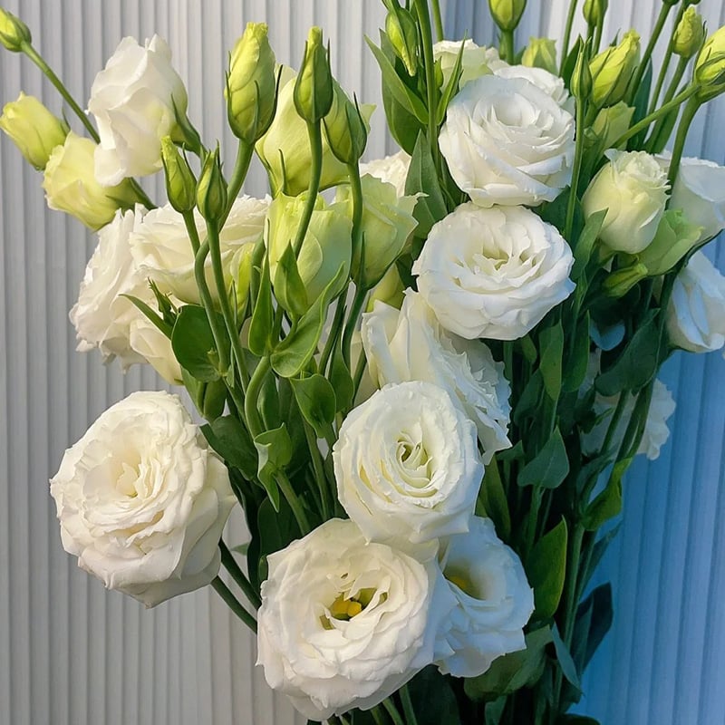 BloomRidge – Hardy Perennial Lisianthus Seeds – image 38