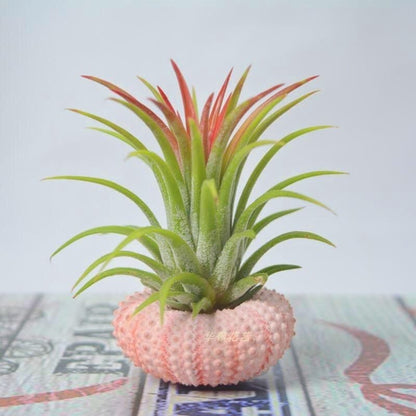 AquaBloom – Hanging Air Plant Jellyfish – image 3