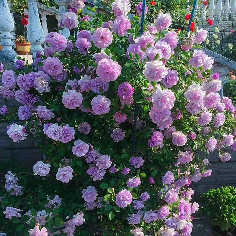 BloomVine – Beautiful Climbing Rose Seeds – image 24