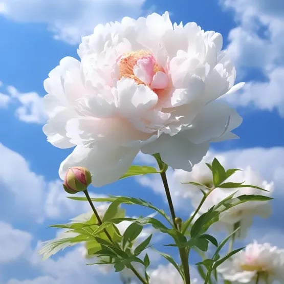 RoyalBloom - Luxurious Peony Flower Seeds | The Queen of Flowers – White / 20 Seeds