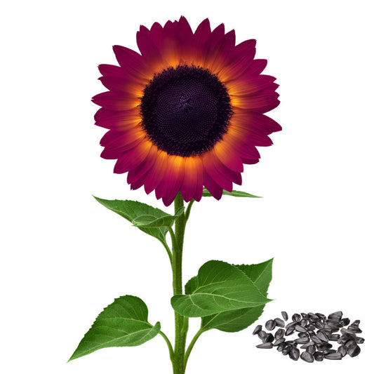 SunGiant – Rare Purple Sunflower Seeds – 100 Seeds