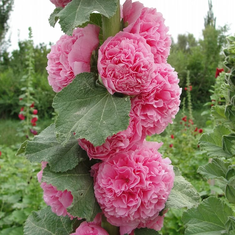 PollinatorPride - Double Hollyhock Seeds – image 6
