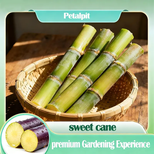 FarmPro – High Productivity Sugarcane Setts – Green / 50 seeds