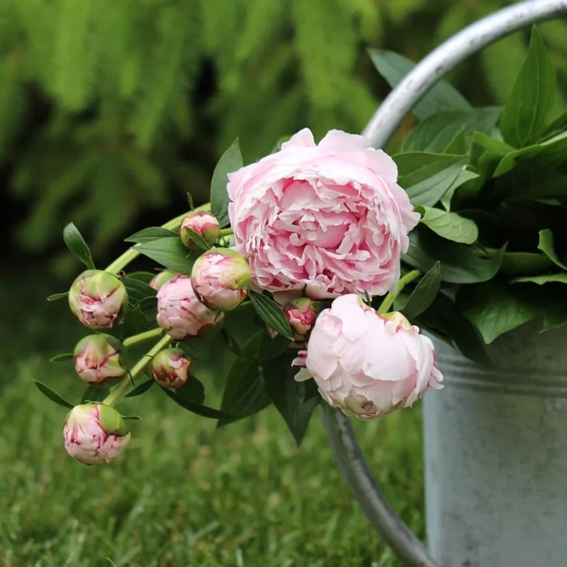 RoyalBloom - Luxurious Peony Flower Seeds | The Queen of Flowers – image 19