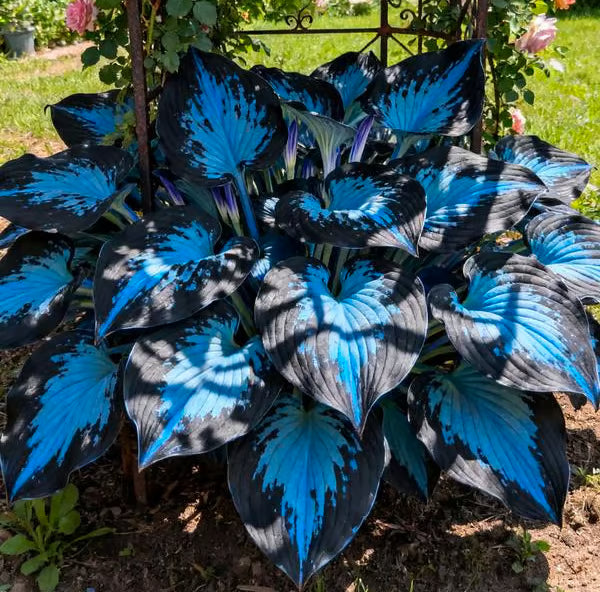 GardenÉlan – Rare Hosta Seeds for Home Gardens (100 Seeds) – Midnight Blue