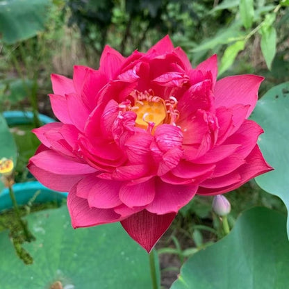 LotusBloom – The Sacred Bonsai Bowl Lotus Flower – image 24