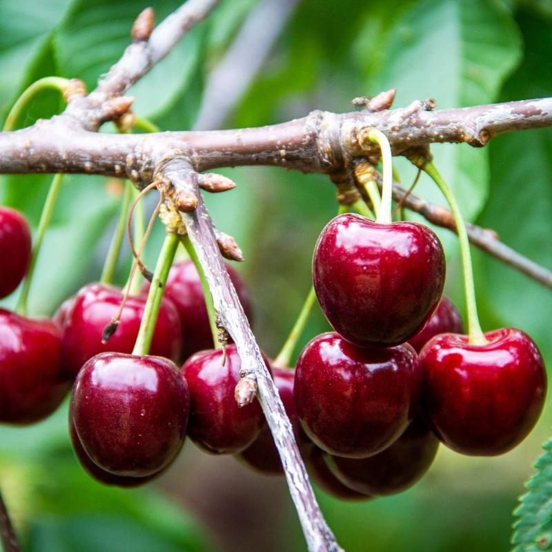 New Harvest) Sweet Cherry Seeds Pre-Primed for High Germination (99% Germination) – image 2
