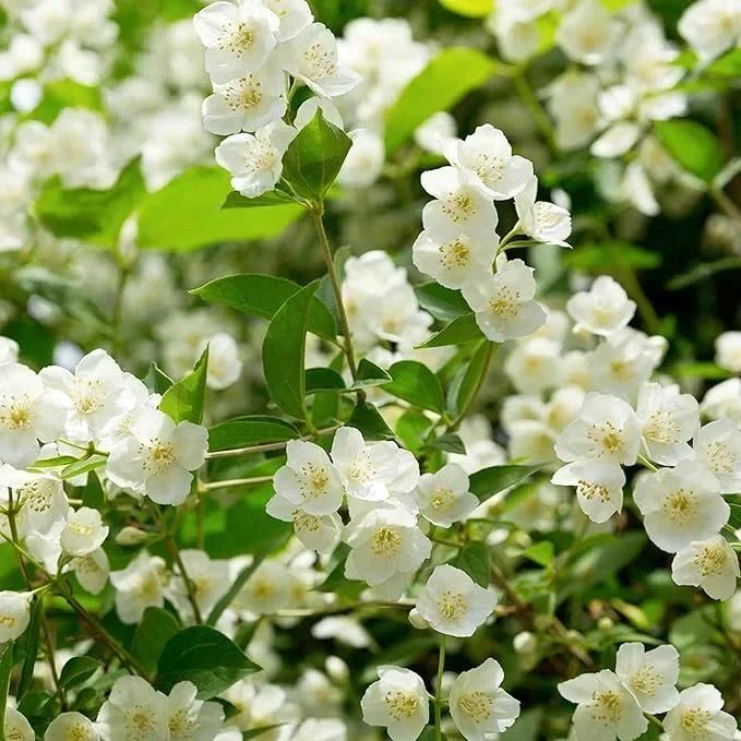 LunaBloom – Double Jasmine Collection – image 8