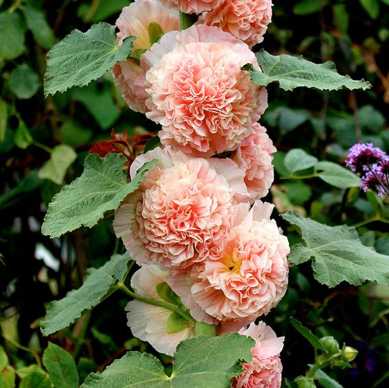 BloomMajesty – Premium Double Hollyhock Seeds – image 18
