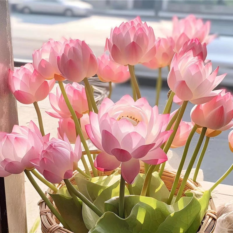 LotusBloom – The Sacred Bonsai Bowl Lotus Flower – Pink / 20 Seeds