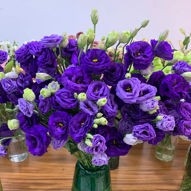 BloomRidge – Hardy Perennial Lisianthus Seeds – image 40