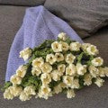 CozyBloom – Hand-Knitted Rose Blanket DIY Kit – Creamy Lily of the Valley / 70cm (DIY kit : Yarn & tools only. Knitting needed. )