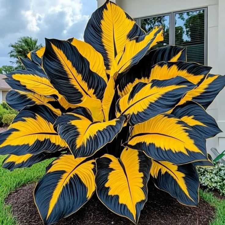 ScentedBliss - Long-Blooming Lily Bulbs – Sunburst Glory / 2 bulbs