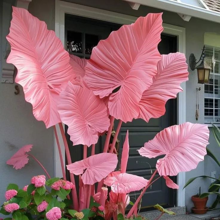 ScentedBliss - Long-Blooming Lily Bulbs – Blush Coral / 2 bulbs