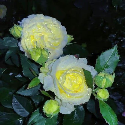 GardenMuse – Elegant Multi-Color Flower Seeds – image 10