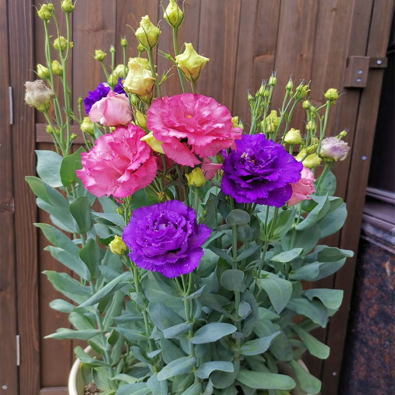 GardenMuse – Elegant Multi-Color Flower Seeds – image 17