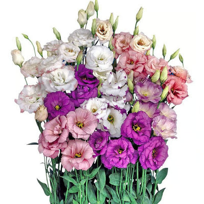 GardenMuse – Elegant Multi-Color Flower Seeds – image 18