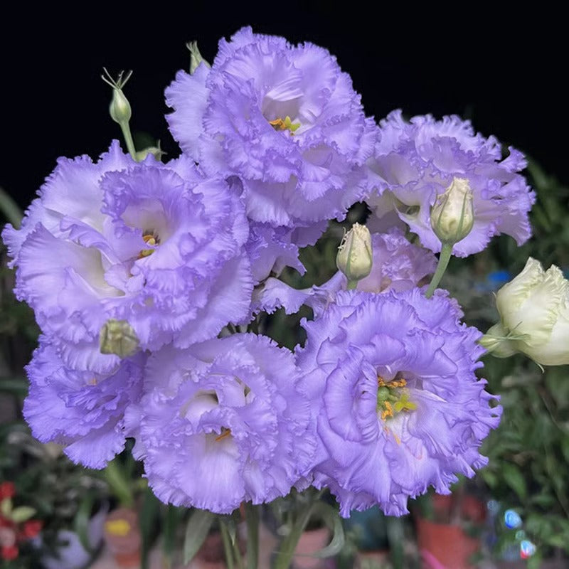 GardenMuse – Elegant Multi-Color Flower Seeds – image 19