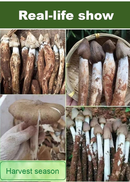 TerraFungi – Exotic Termitomyces Strain – image 7