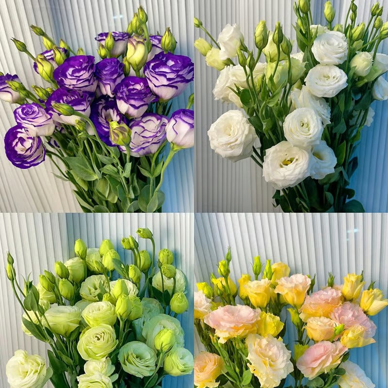GardenMuse – Elegant Multi-Color Flower Seeds – image 23