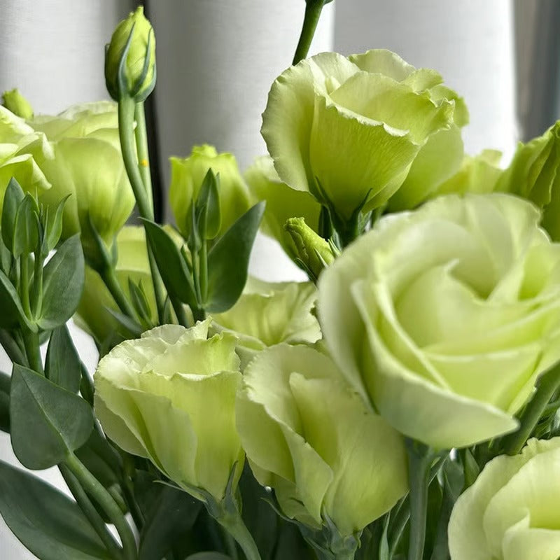 GardenMuse – Elegant Multi-Color Flower Seeds – image 12