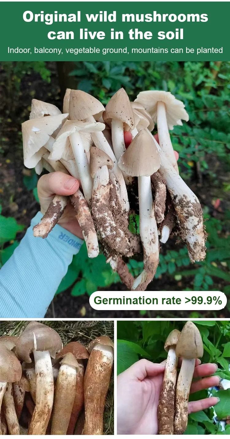 TerraFungi – Exotic Termitomyces Strain – image 10