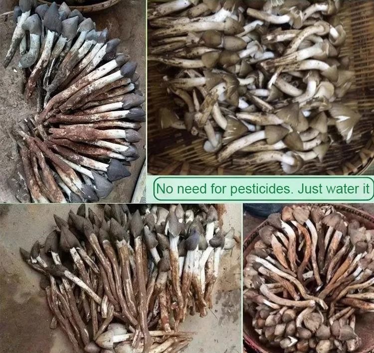 TerraFungi – Exotic Termitomyces Strain – image 5