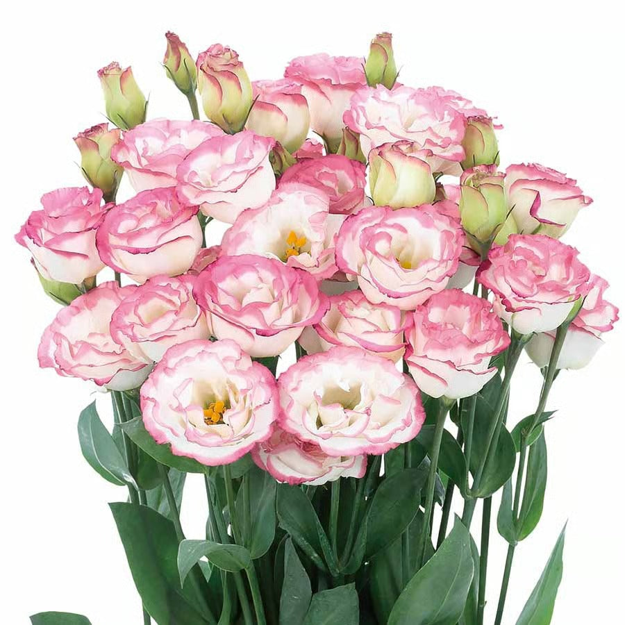 GardenMuse – Elegant Multi-Color Flower Seeds – Pink Edge / 50 Seeds