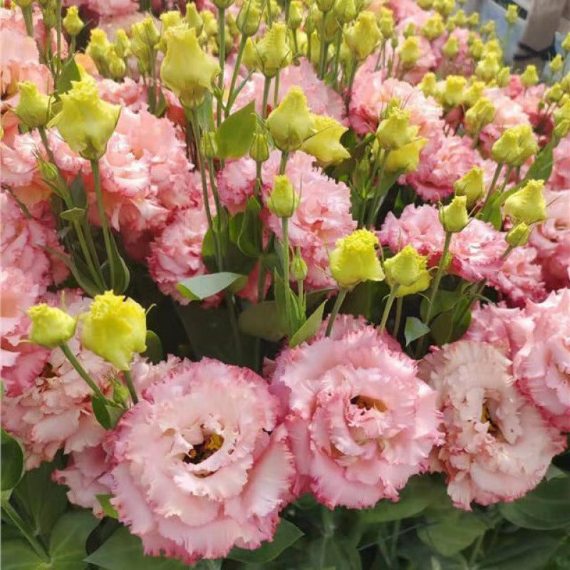 GardenMuse – Elegant Multi-Color Flower Seeds – Pink / 50 Seeds