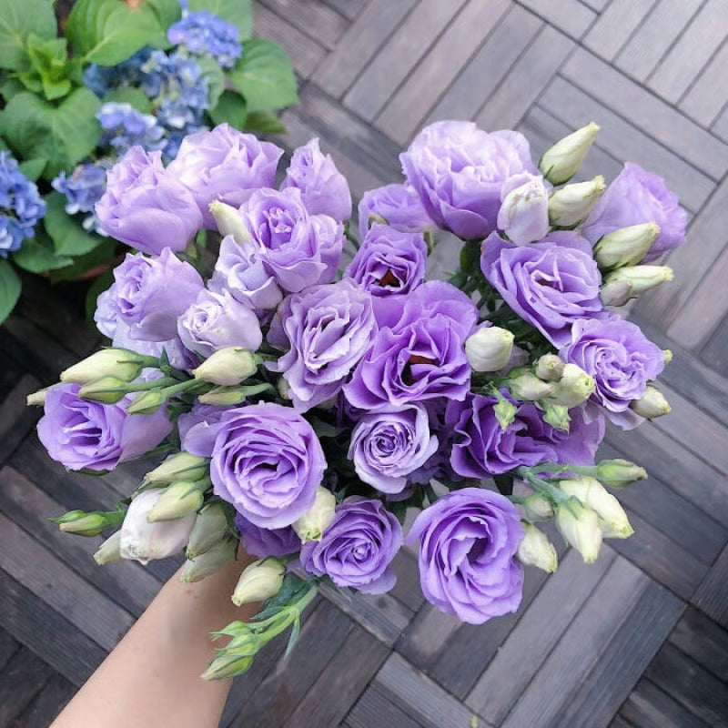 GardenMuse – Elegant Multi-Color Flower Seeds – Light Purple / 50 Seeds
