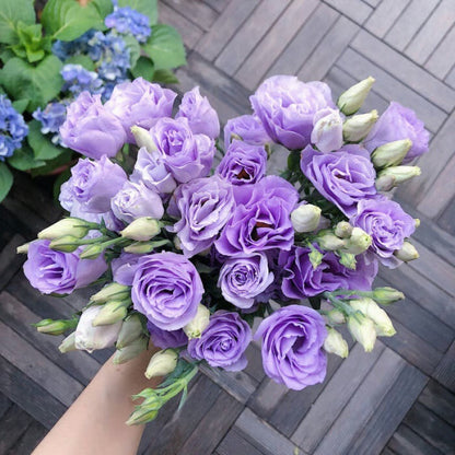 GardenMuse – Elegant Multi-Color Flower Seeds – Light Purple / 50 Seeds
