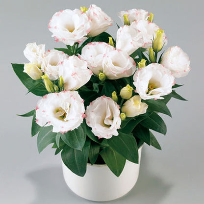 GardenMuse – Elegant Multi-Color Flower Seeds – White / 50 Seeds