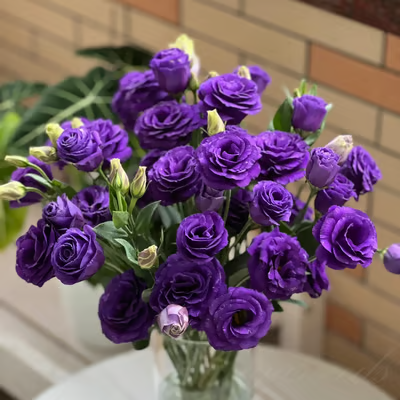 GardenMuse – Elegant Multi-Color Flower Seeds – Purple / 50 Seeds