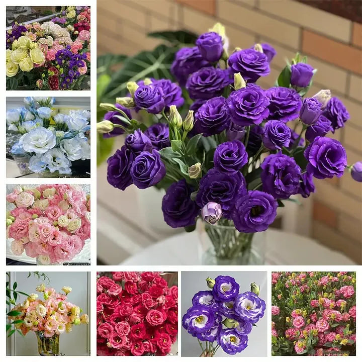 GardenMuse – Elegant Multi-Color Flower Seeds – Mixed Colors / 50 Seeds