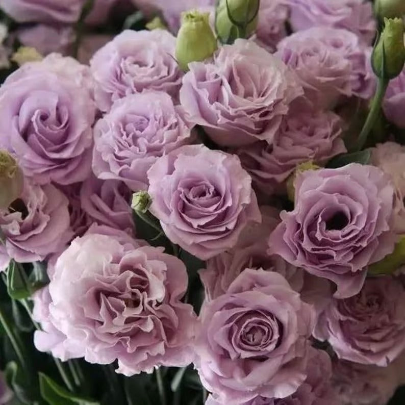 GardenMuse – Elegant Multi-Color Flower Seeds – Lilac / 50 Seeds