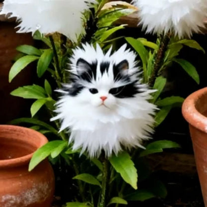 CatEye Bloom – Magical Orchid Collection – Black White / 50 Seeds
